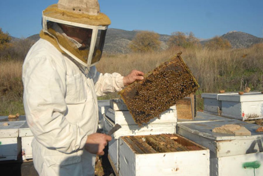 带您进入绿色公社 -以色列天然医用蜂蜜基地